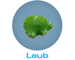 Laub